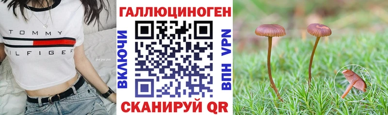 Псилоцибиновые грибы Psilocybe Коряжма